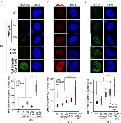 VRK1 Depletion Facilitates the Synthetic Lethality of Temozolomide and Olaparib in Glioblastoma Cells